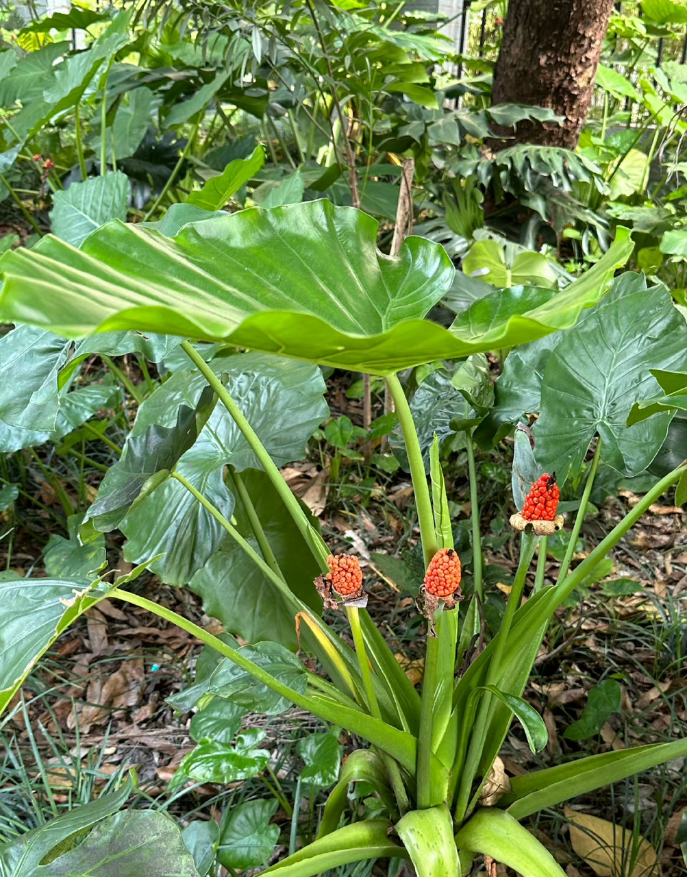 【热带作物～海芋】             海芋分布于中国南方大部地区,喜高温