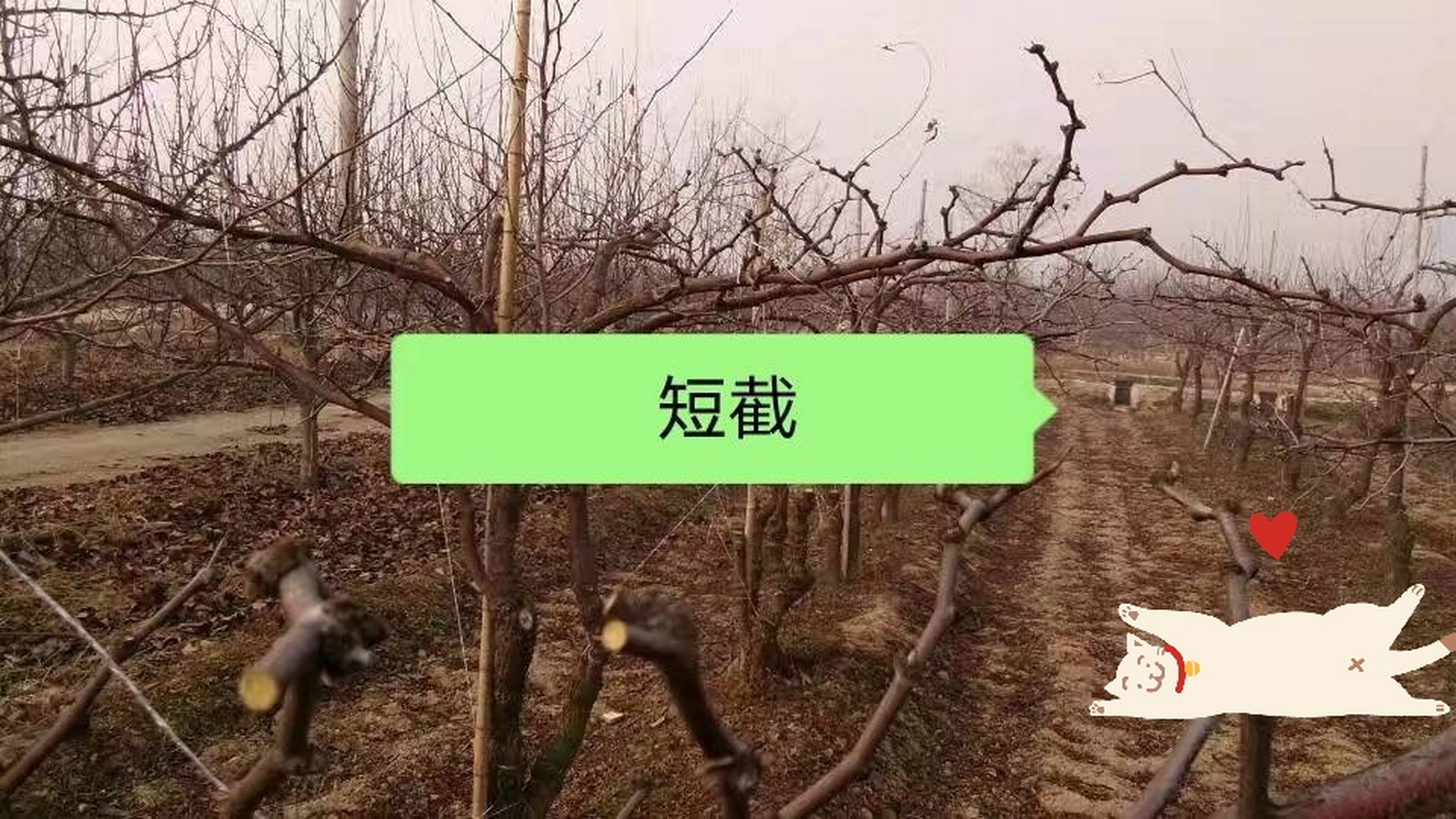 枣树如何修剪图片