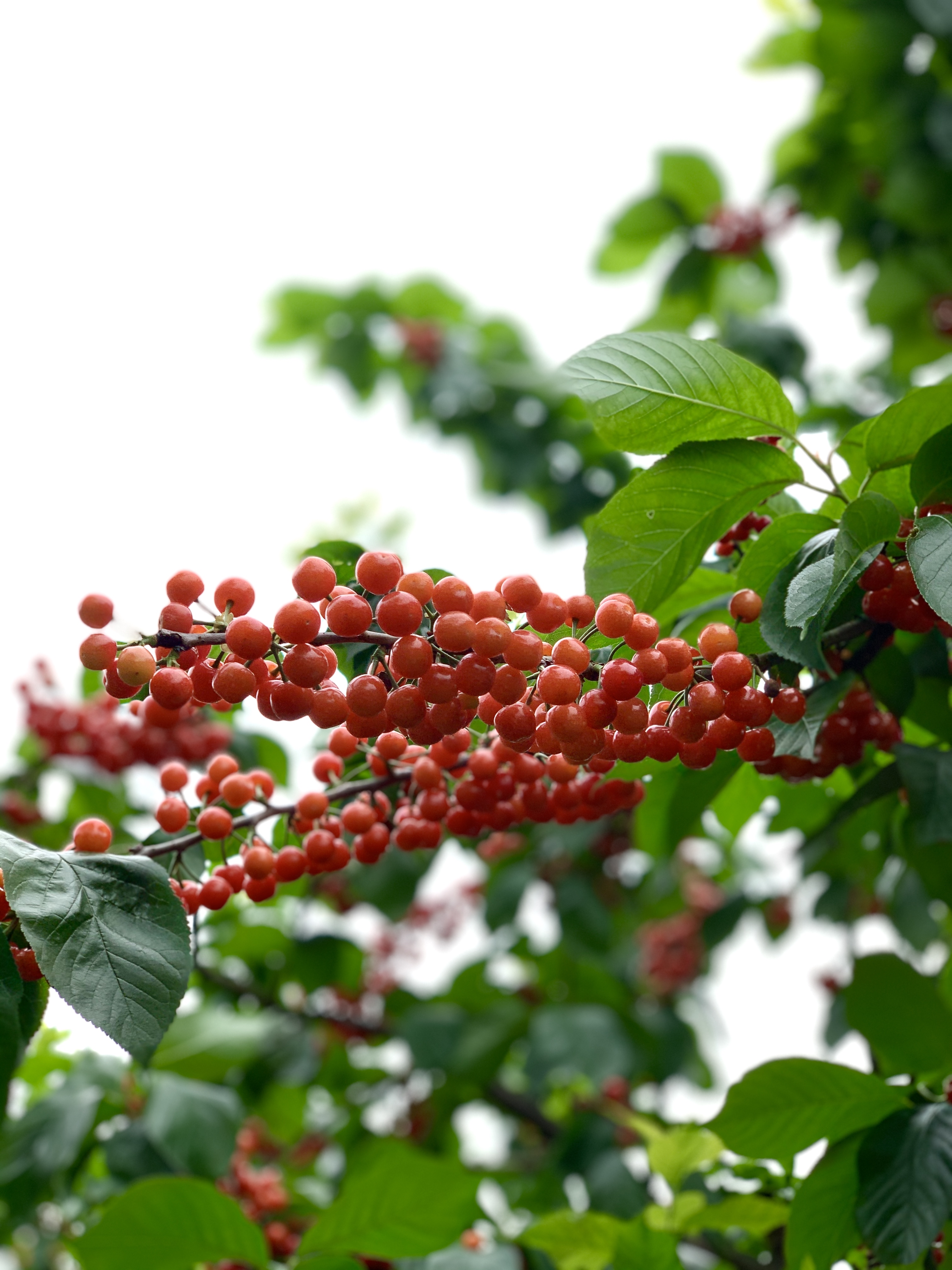 成都周边10个摘樱桃的好去处!