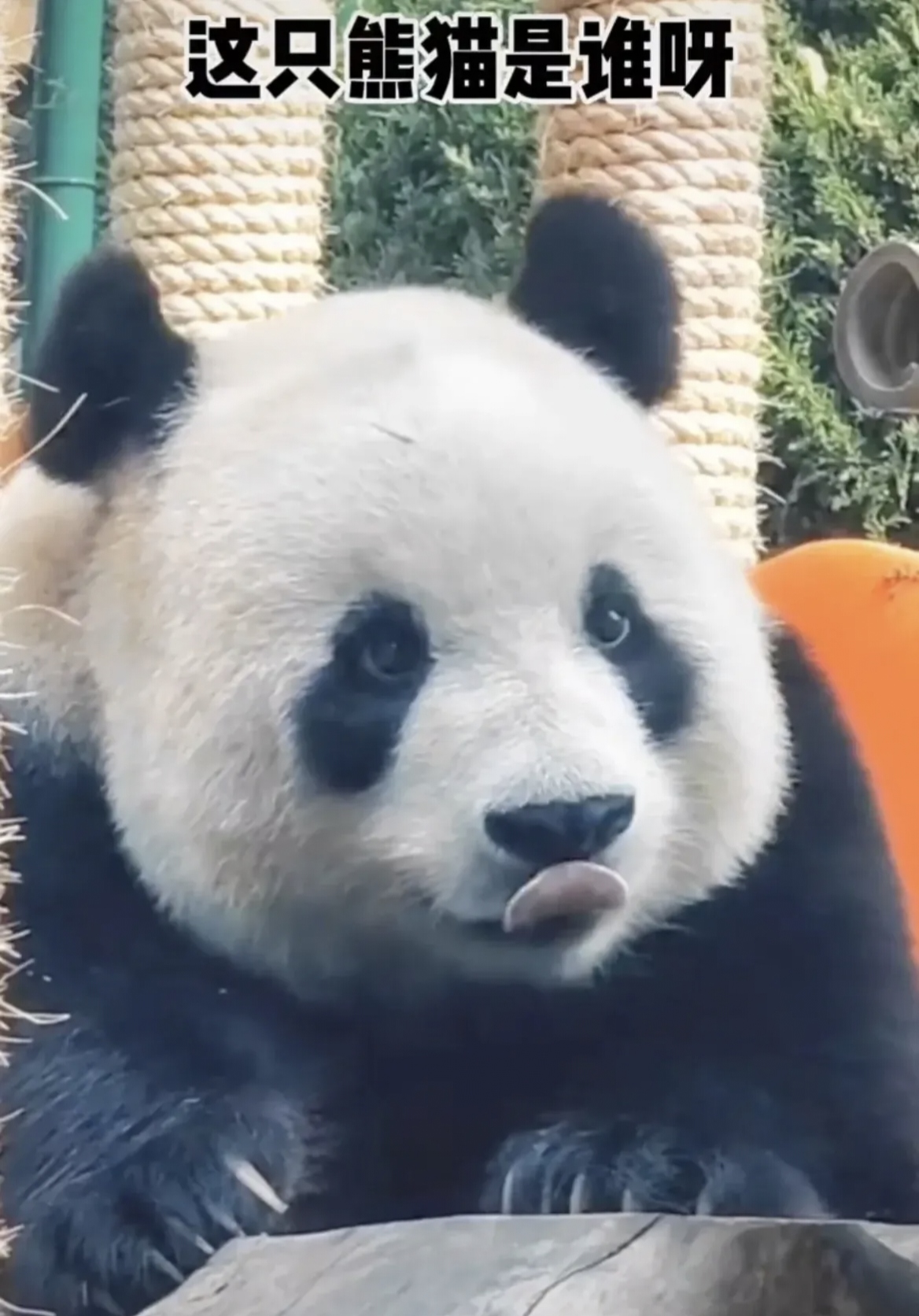 怪不得野外熊猫没天敌看看飞云的体格的确一般的动物打不过她可是她