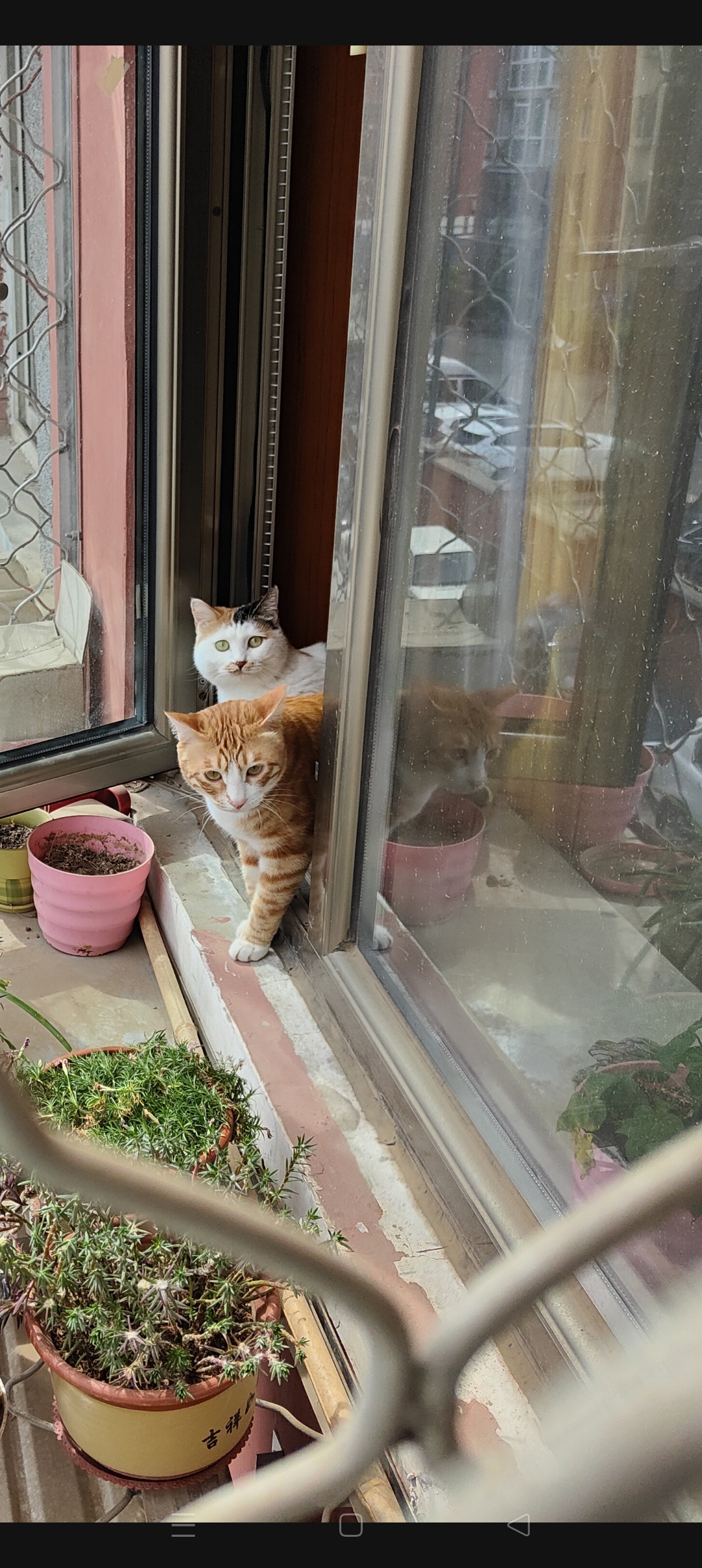 阳台上的猫和花