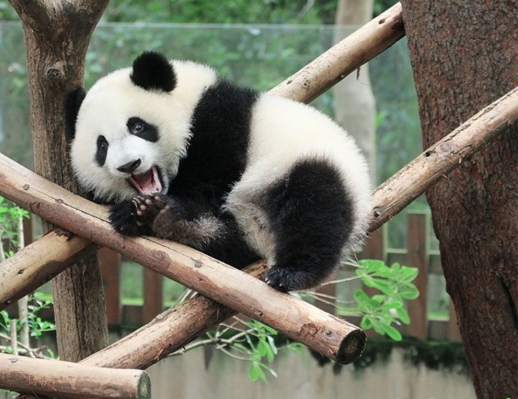 野兽派宣布终身认养了大熊猫福多多,  认养名为"噗噗".