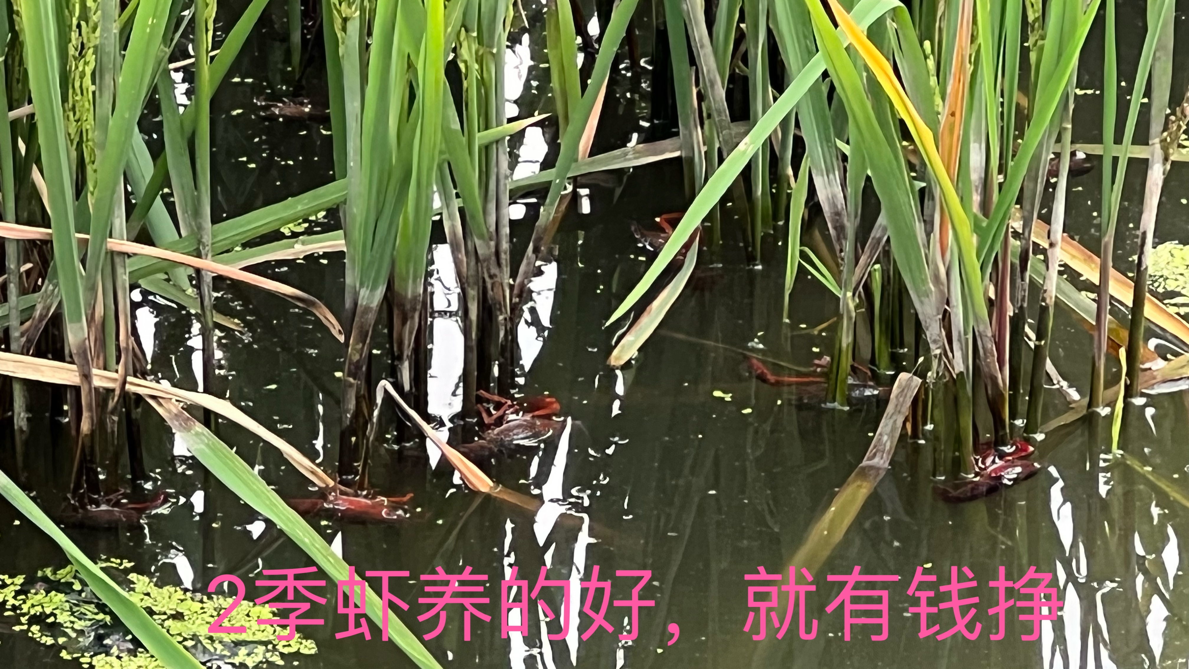 正宗的养二季小龙虾,原来纯精养不能收割稻子,可惜了