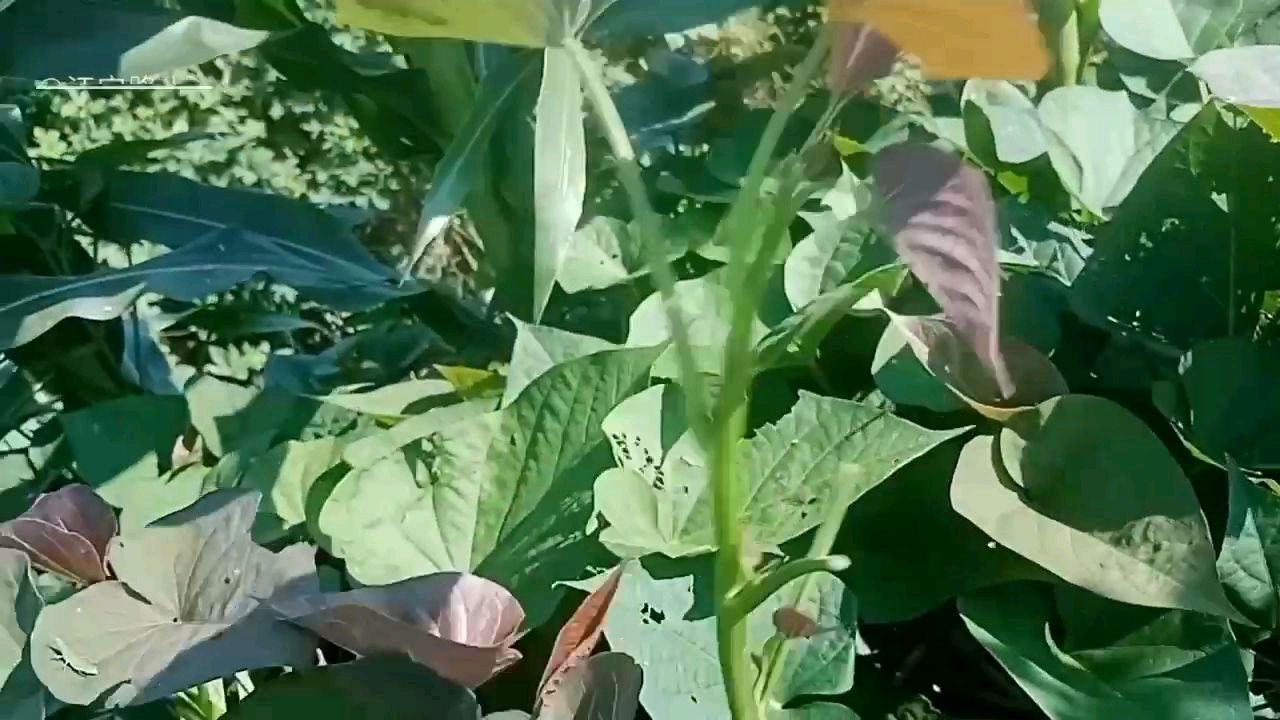 立秋后,用红薯叶子(蒸窝窝)比肉还香,蒸好都吃撑了