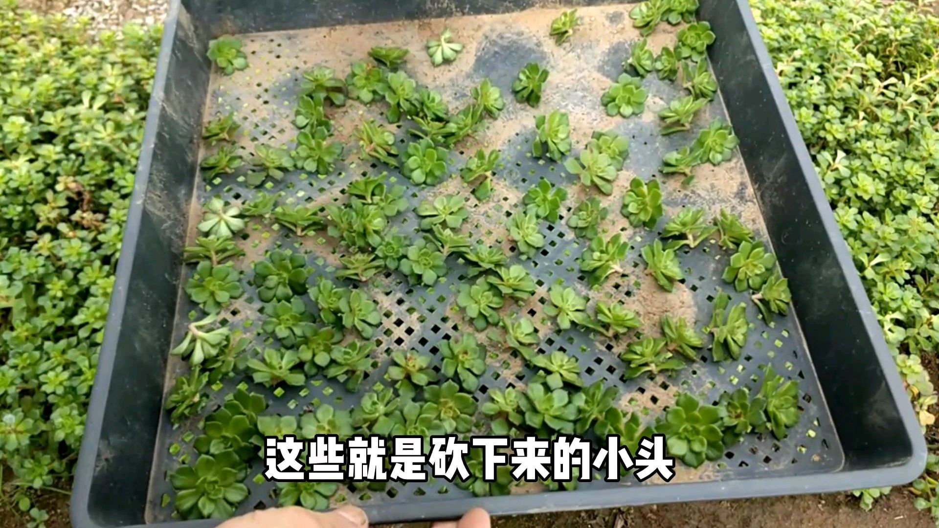 多肉植物,蒂亚徒长,这样处理