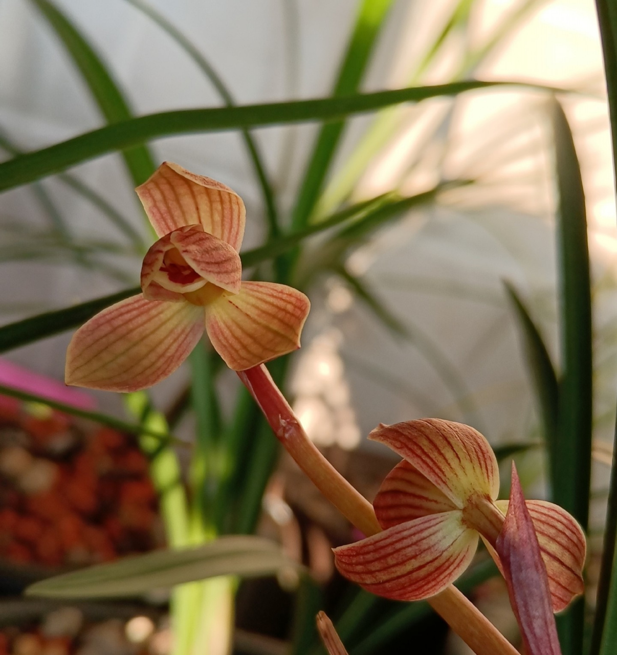 甸阳金荷,下山于保山的经典莲瓣兰,无论从收根