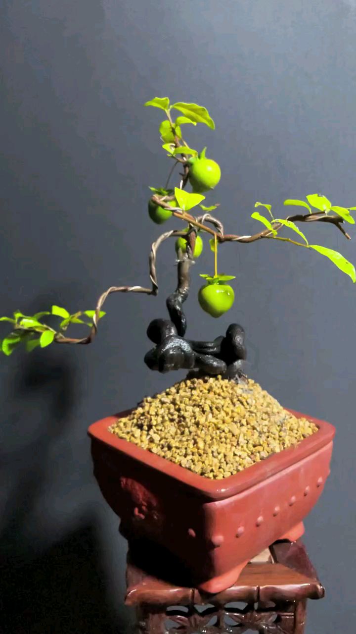 十分飘逸的小品金弹子盆景!