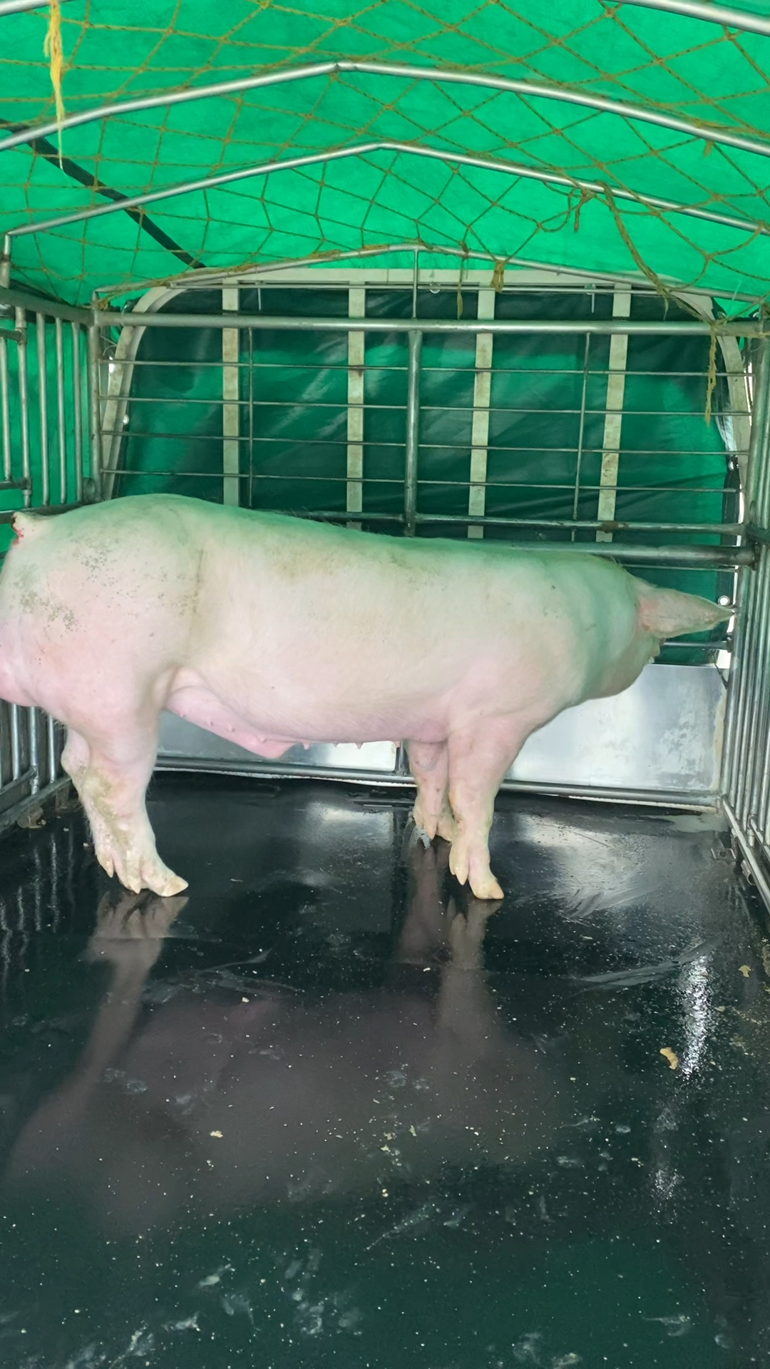 纯种新美系长身高腿长白公猪品系和体型好不好