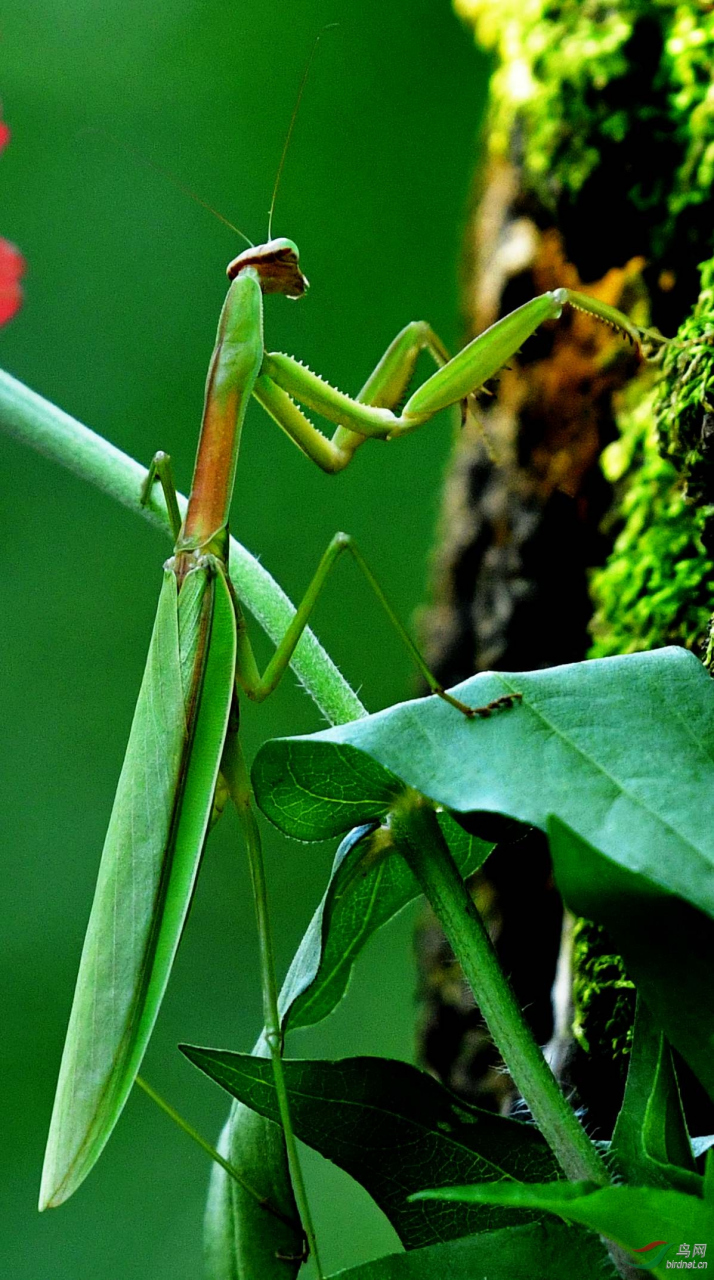 大刀螂是一种螳螂科的昆虫,体形较大,呈黄褐色或绿色,长约7厘米