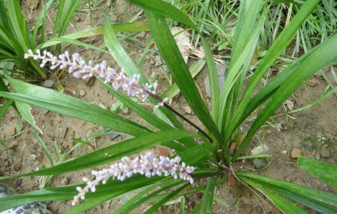 湖北西部农村常见的一种草,被称为"不死药",却不宜长期服用!