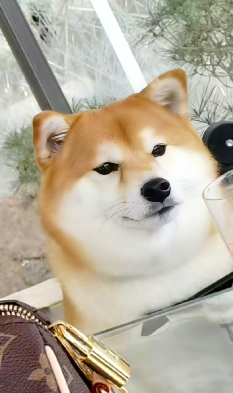 刘亦菲托腮自拍,刘亦菲在微博晒出一组游玩照,柴柴的伙食看起来也很好