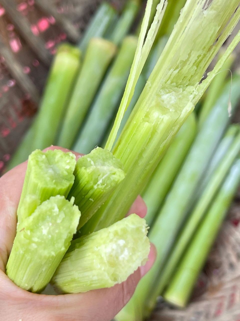 高粱甜杆,可以手撕的小甘蔗,清甜清爽,你吃过吗?
