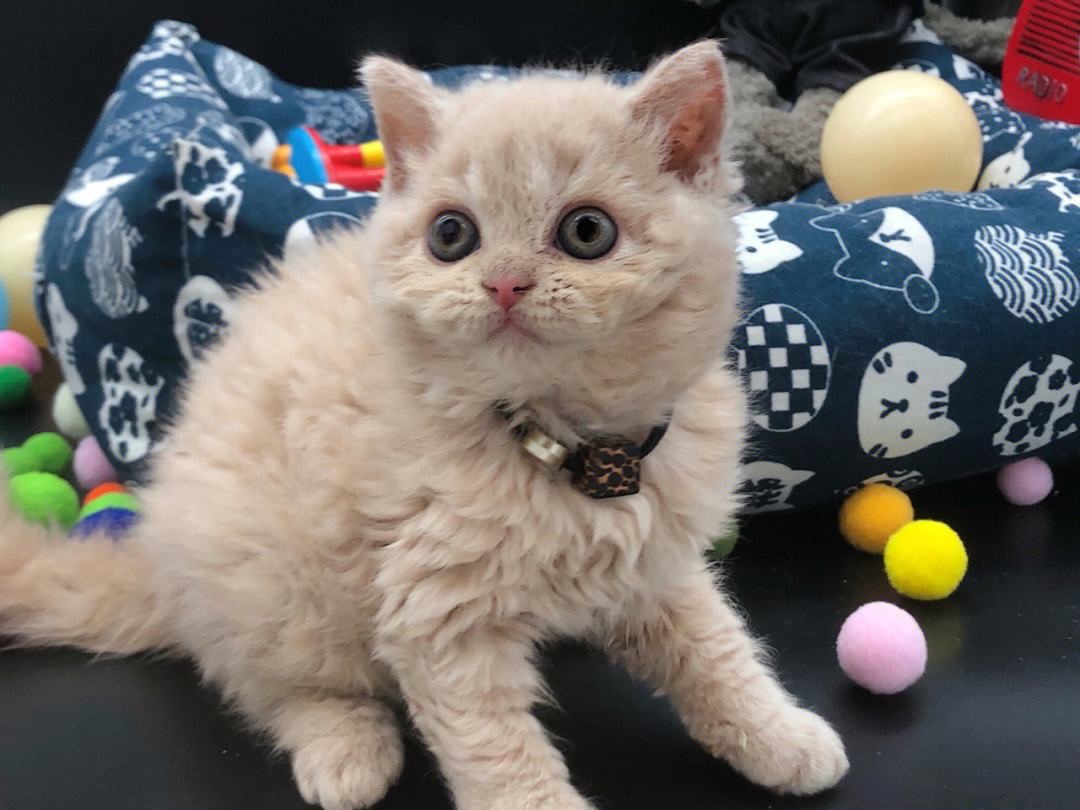 猫咪品种百科:塞尔凯克卷毛猫,披着羊皮的毛