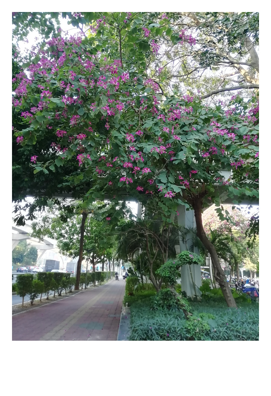 红花羊蹄甲,别名洋紫荆.