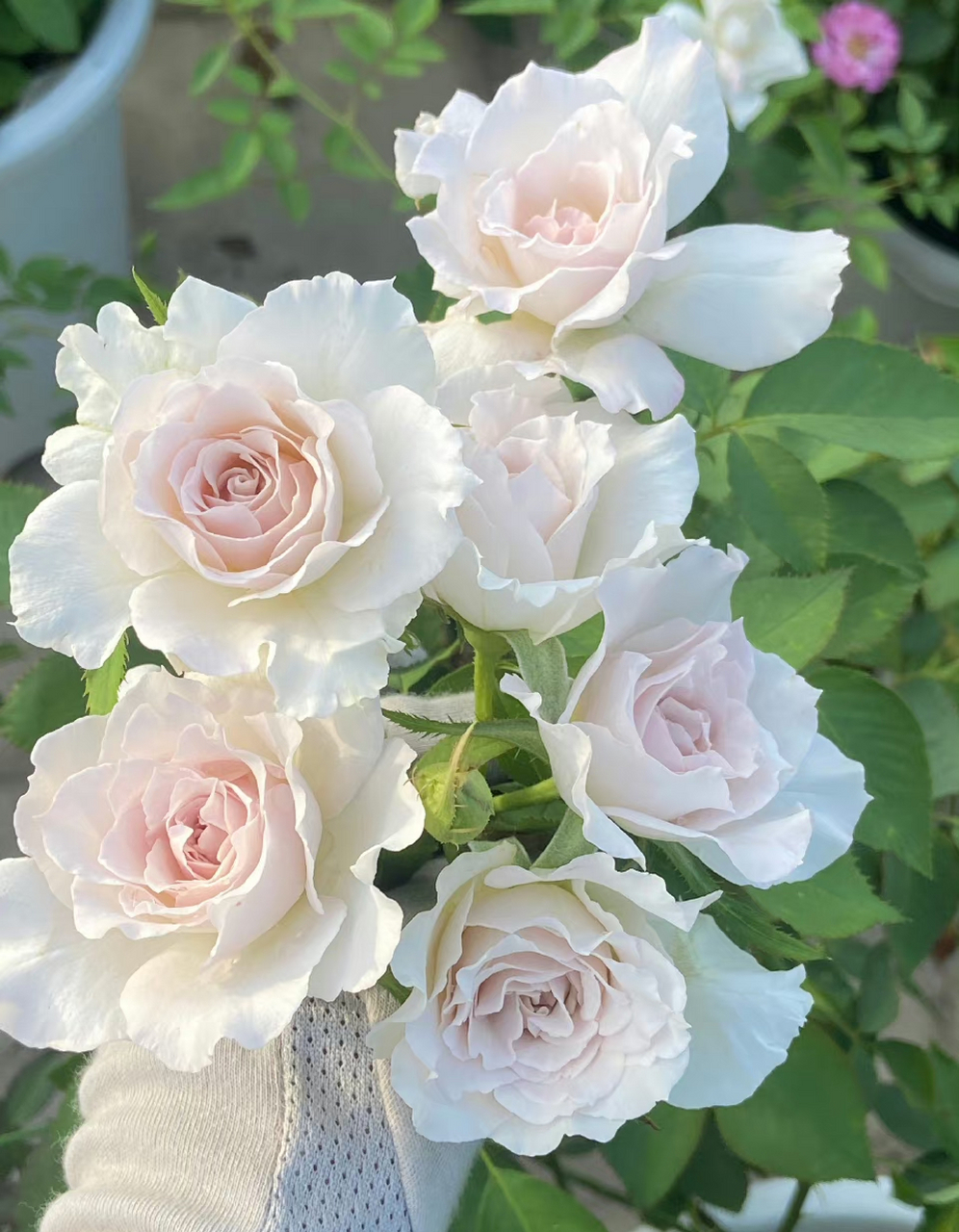 莎菲天使是日本河本纯子育种的一款月季,植株高度在120厘米左右,花朵