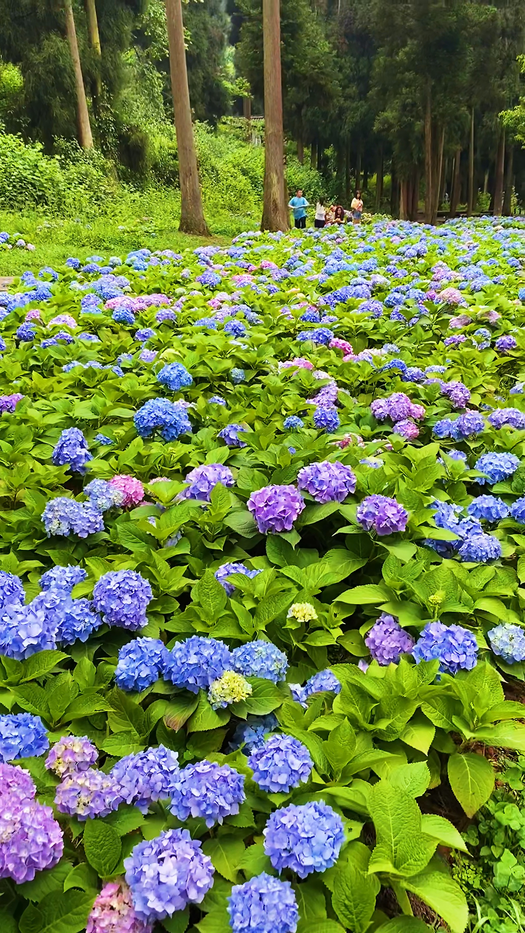 成都邛崃天台山森林里的绣球花海,在夏日里宛如童话世界,这是冬日里