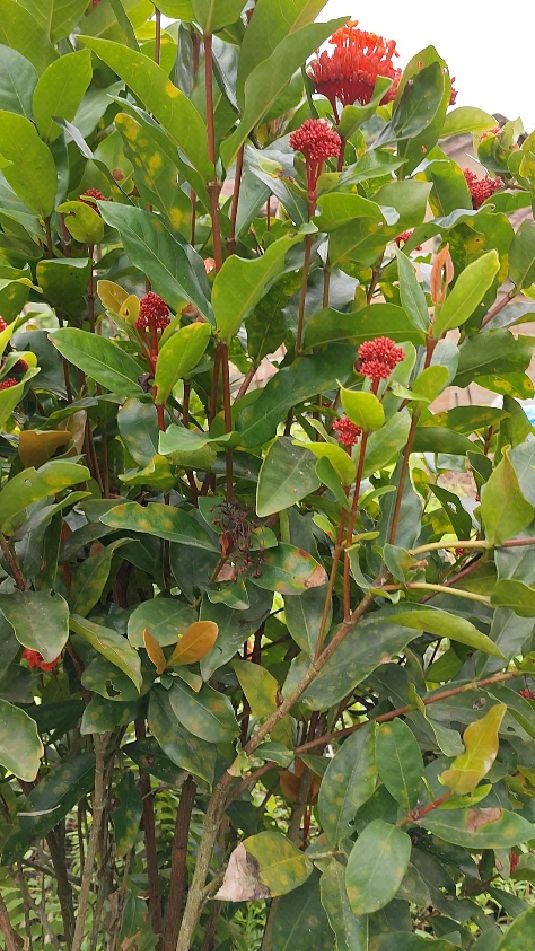 自种的盆景树满堂红