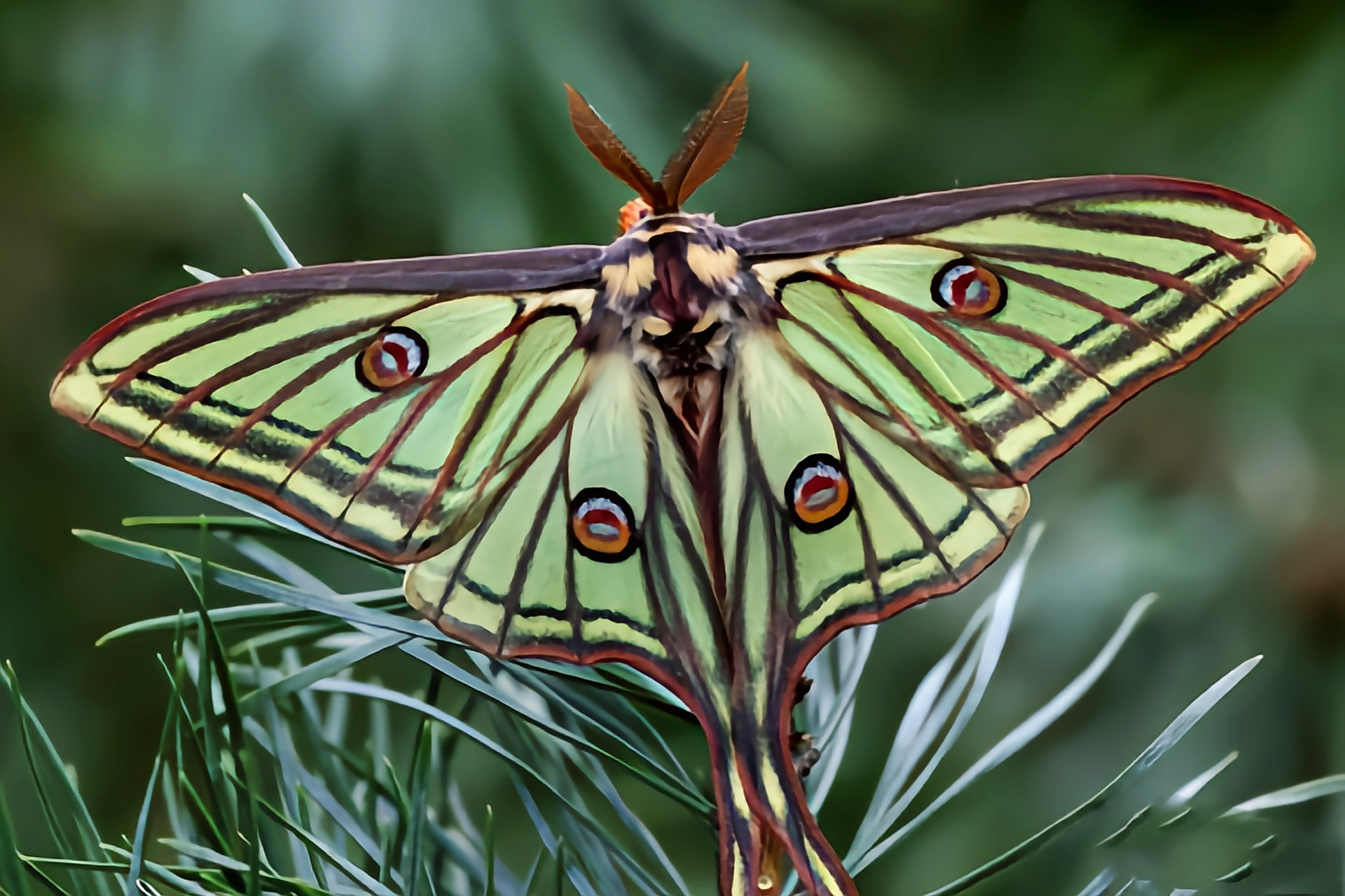 每天认识一种昆虫——条纹长尾蛾 条纹长尾蛾是鳞翅目,大蚕蛾科昆虫