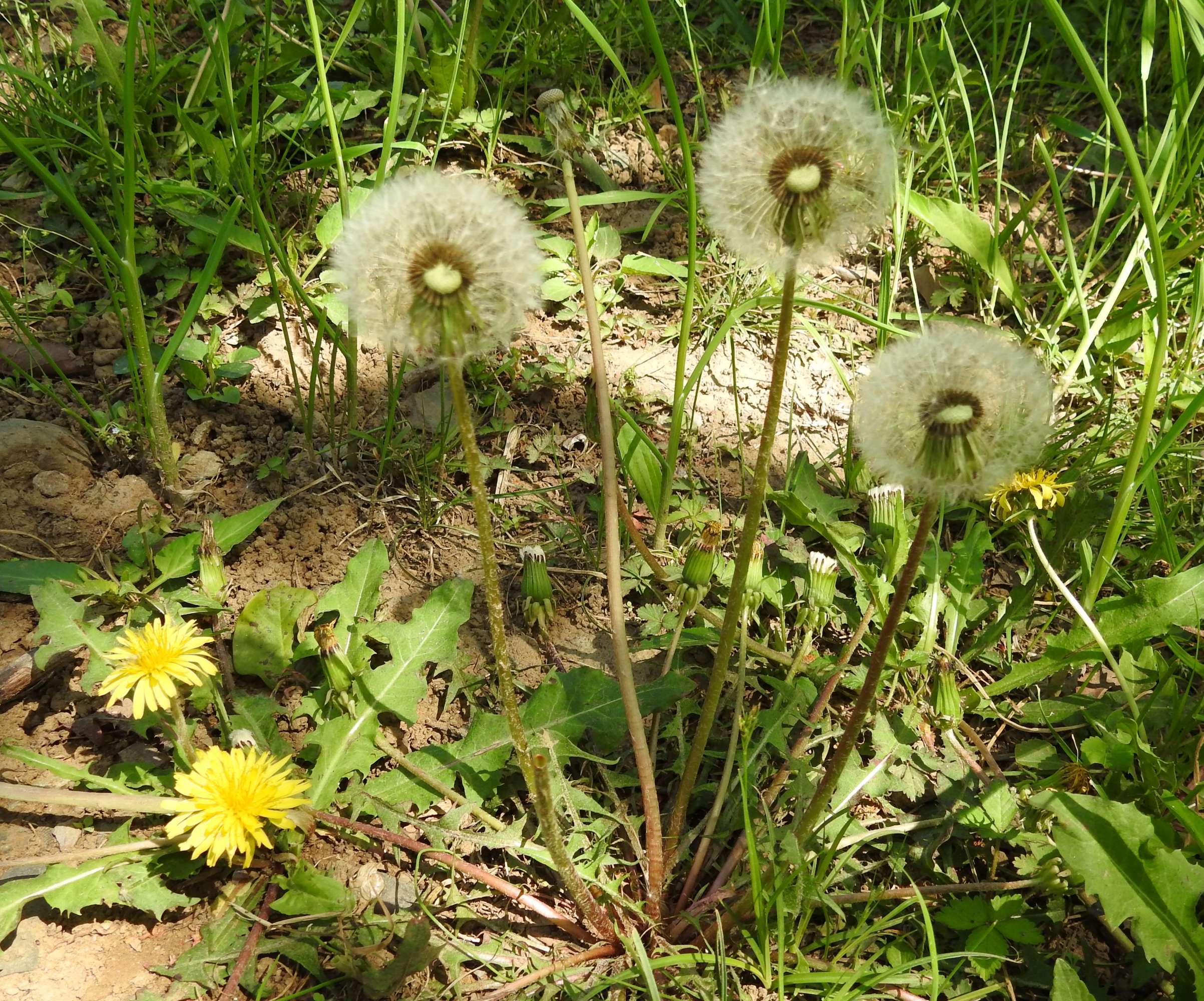 蒲公英——充满童趣的野生植物