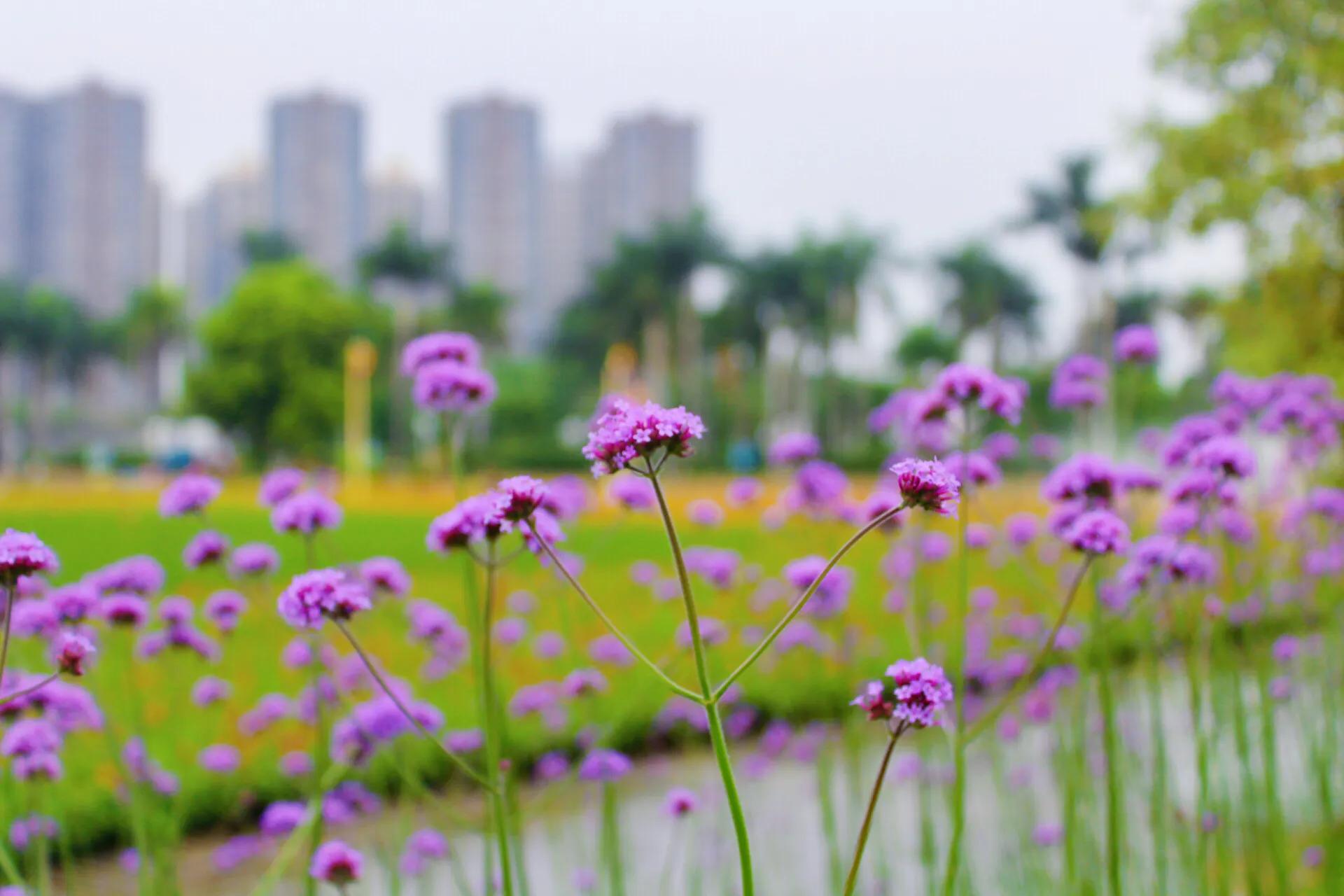 南宁市花卉公园在哪里图片