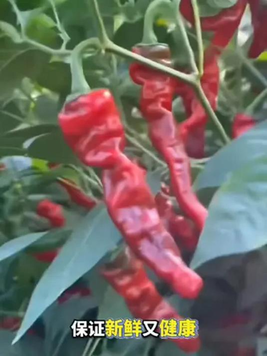 皱皮红辣椒新鲜美味 炒菜凉拌都超棒 囤货过年必备