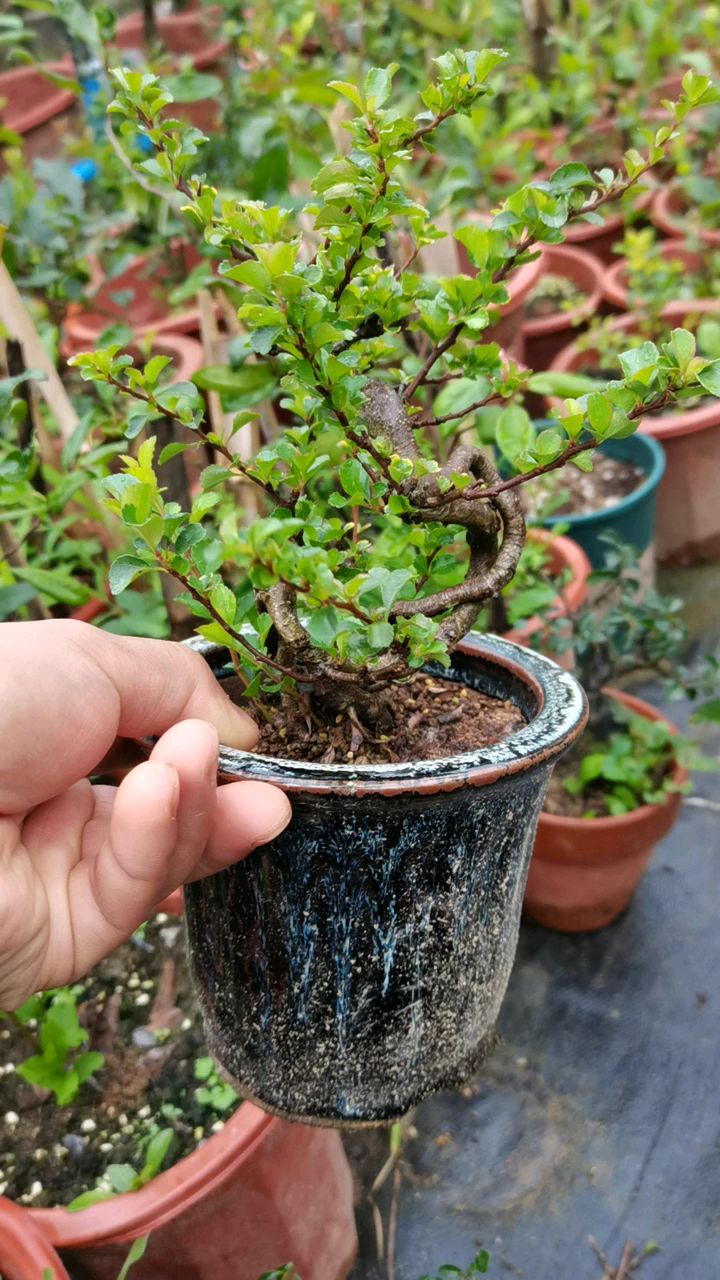 日本长寿梅红花一号