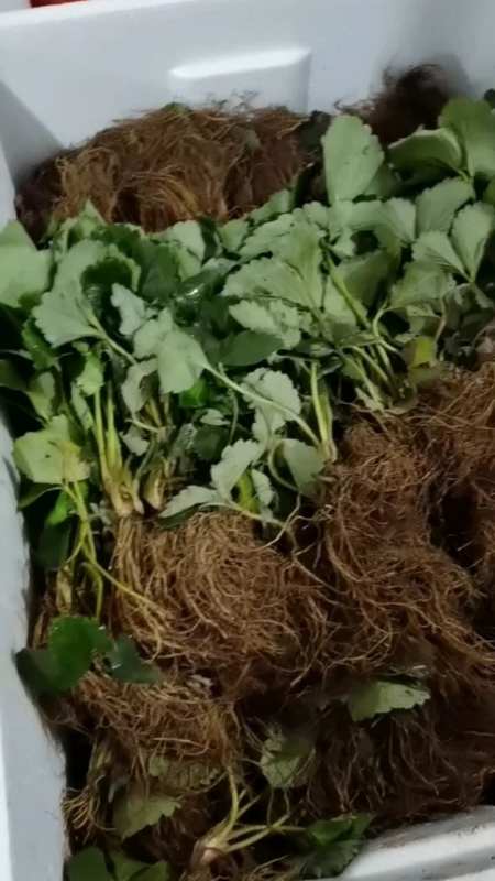 脱毒母苗繁育的大叶红颜草莓苗!红颜草莓苗繁育基地!-度小视