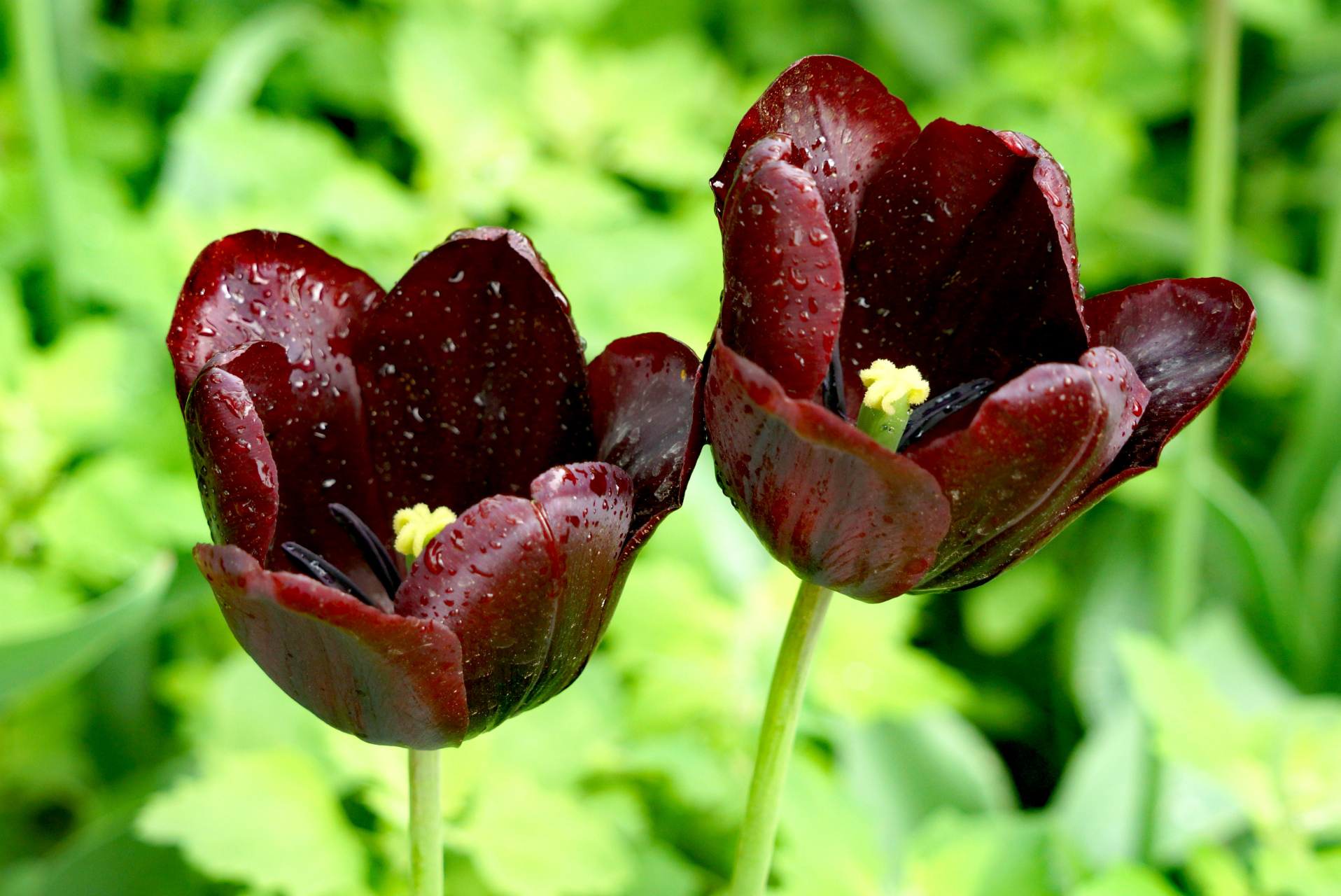 九月动态激励计划# 郁金香——夜皇后