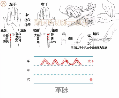 脉珍动态图,来一起感受中医的博大精深
