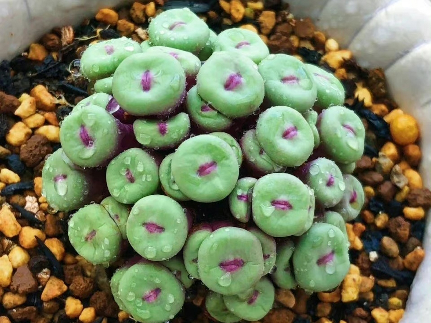 养了很久的多肉,终于成功了,长出了美美的"红唇".