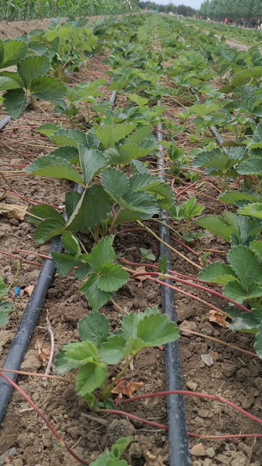 草莓育苗基地,新优品种草莓苗!