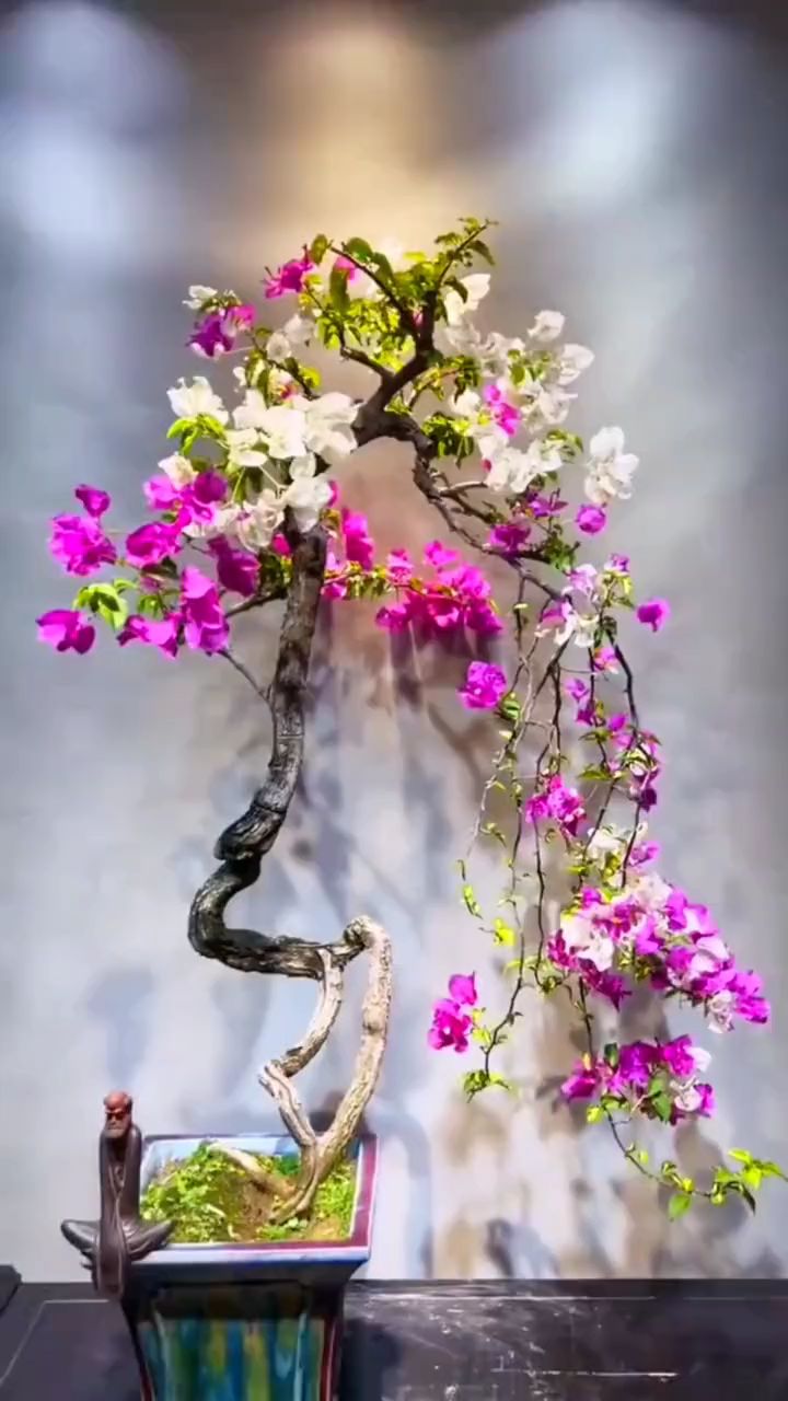 双色三角梅盆景作品欣赏