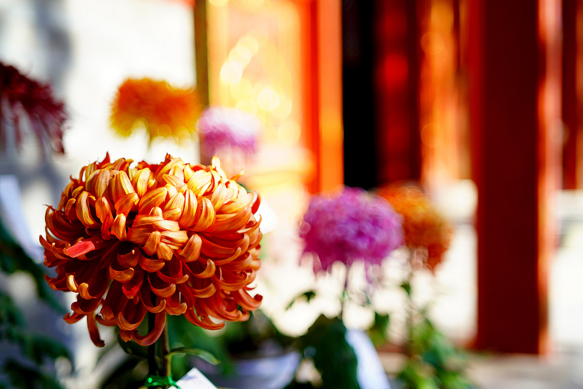 近日,北京故宫慈宁宫后花园举办菊花展.各色菊花争奇斗艳,美不胜收.