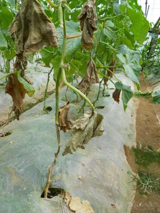 如何识别葡萄蔓枯病?葡萄蔓枯病用什么药防治?