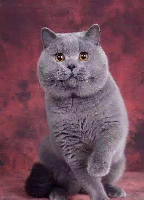 好吃多动的胖精灵-英短猫