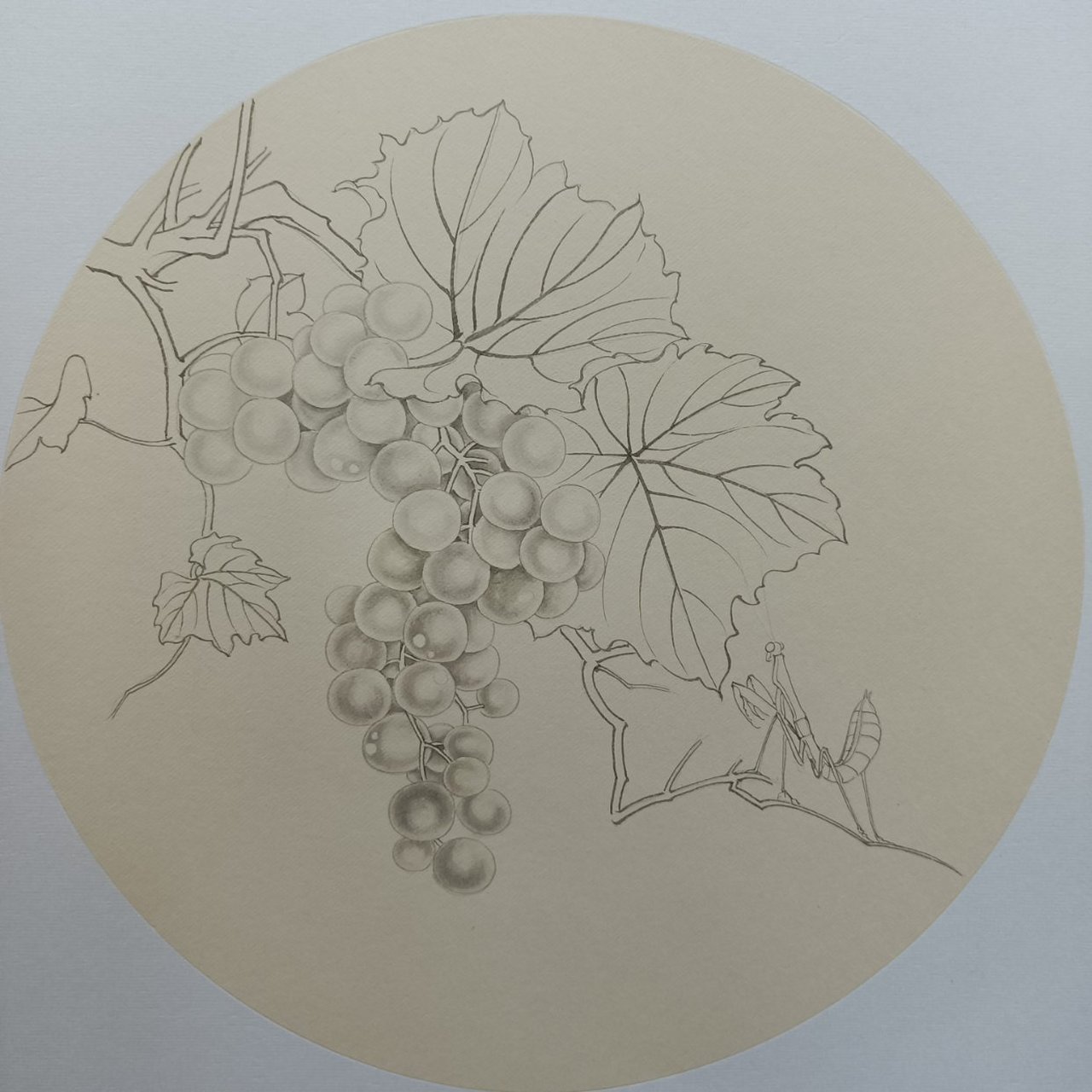 工笔葡萄小品 绘制步骤分享
