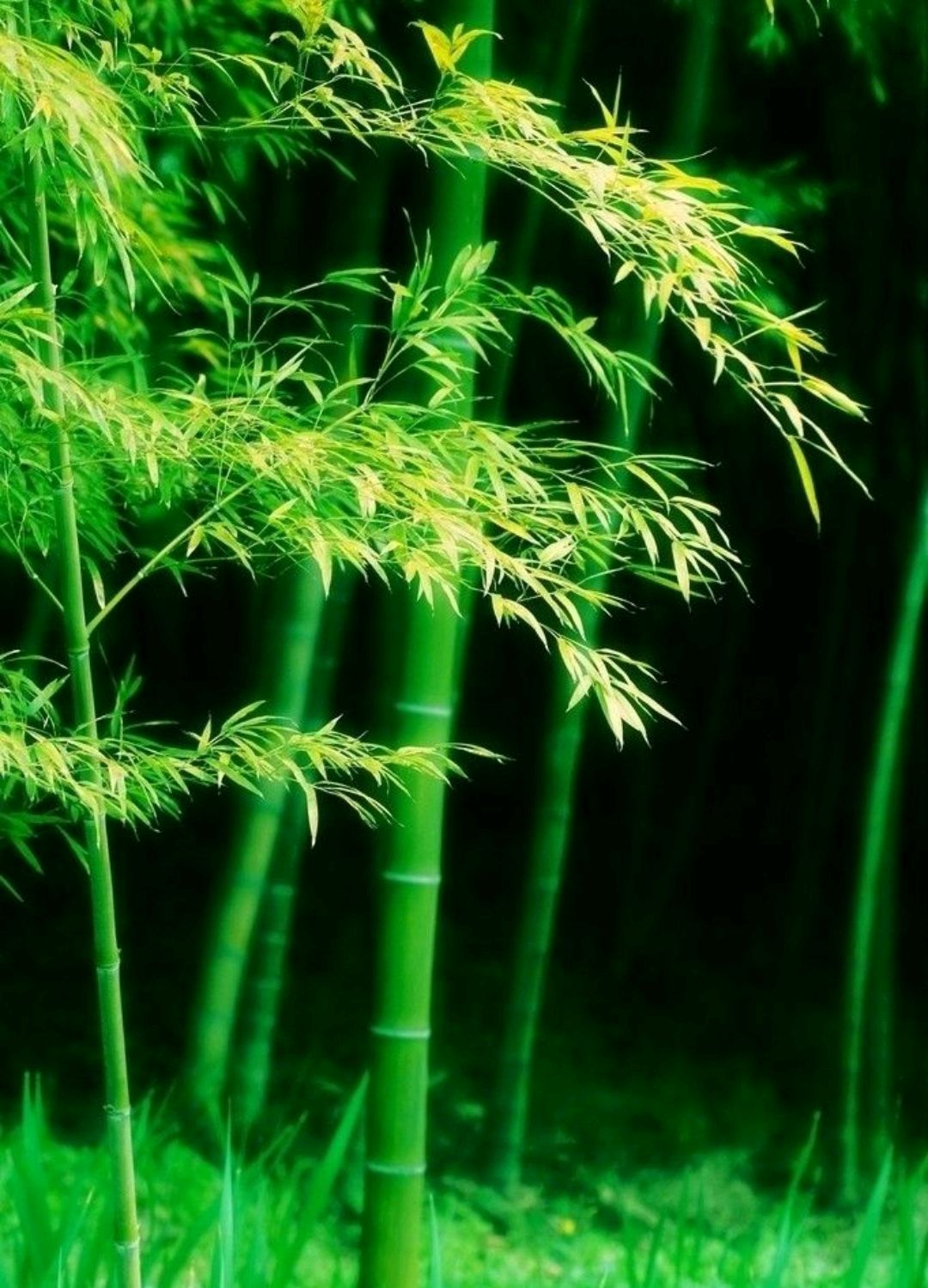 七言上联:幸与竹梅三结义,邀对下联,并上期应征原创对联赏析