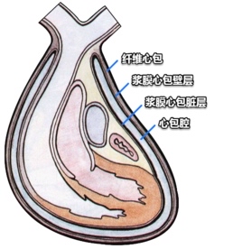 心包脏层和壁层分布图图片