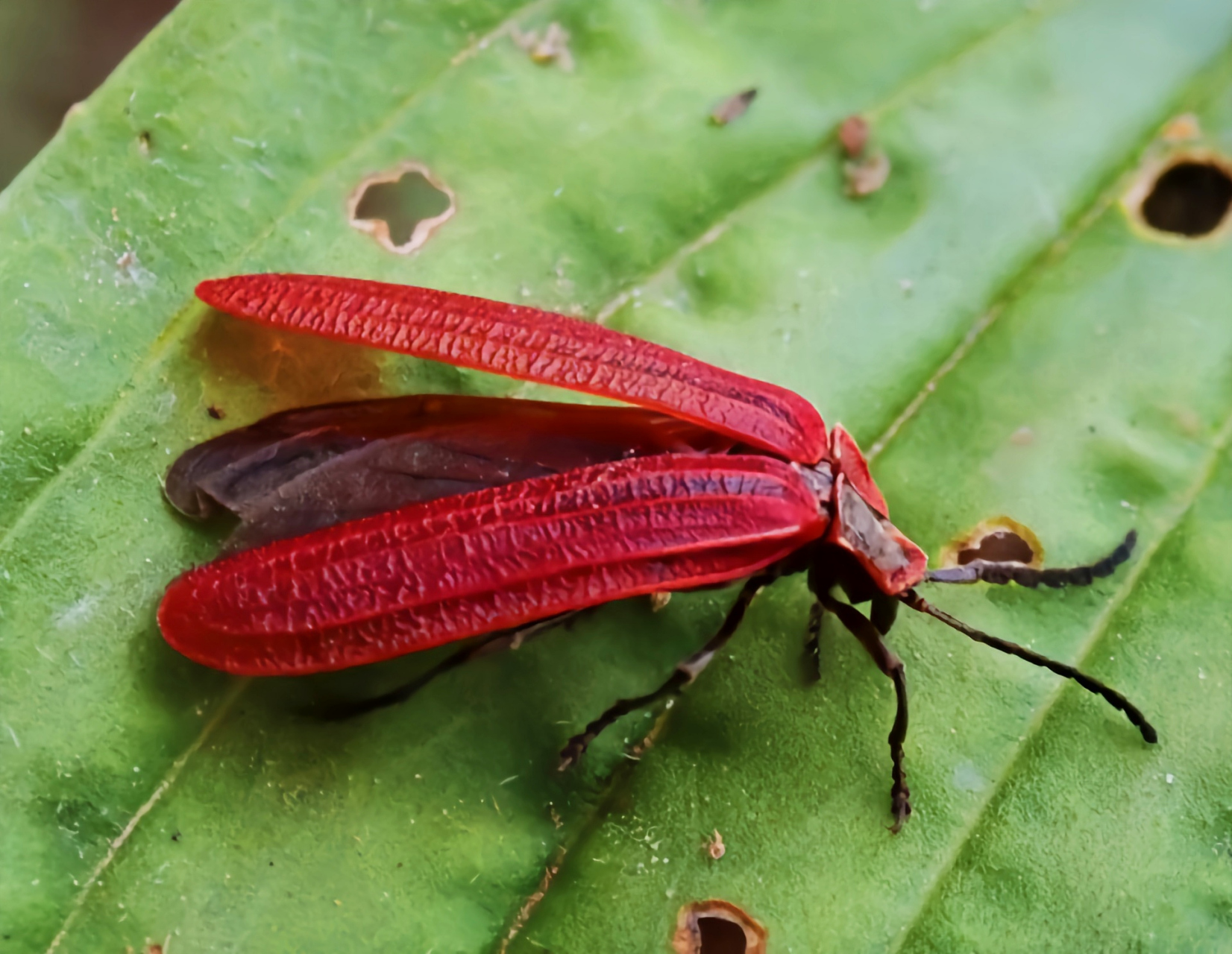 鹿野氏红翅萤别名红翅萤,鹿野氏赤翅萤,是鞘翅目,萤科,黑脉萤属昆虫