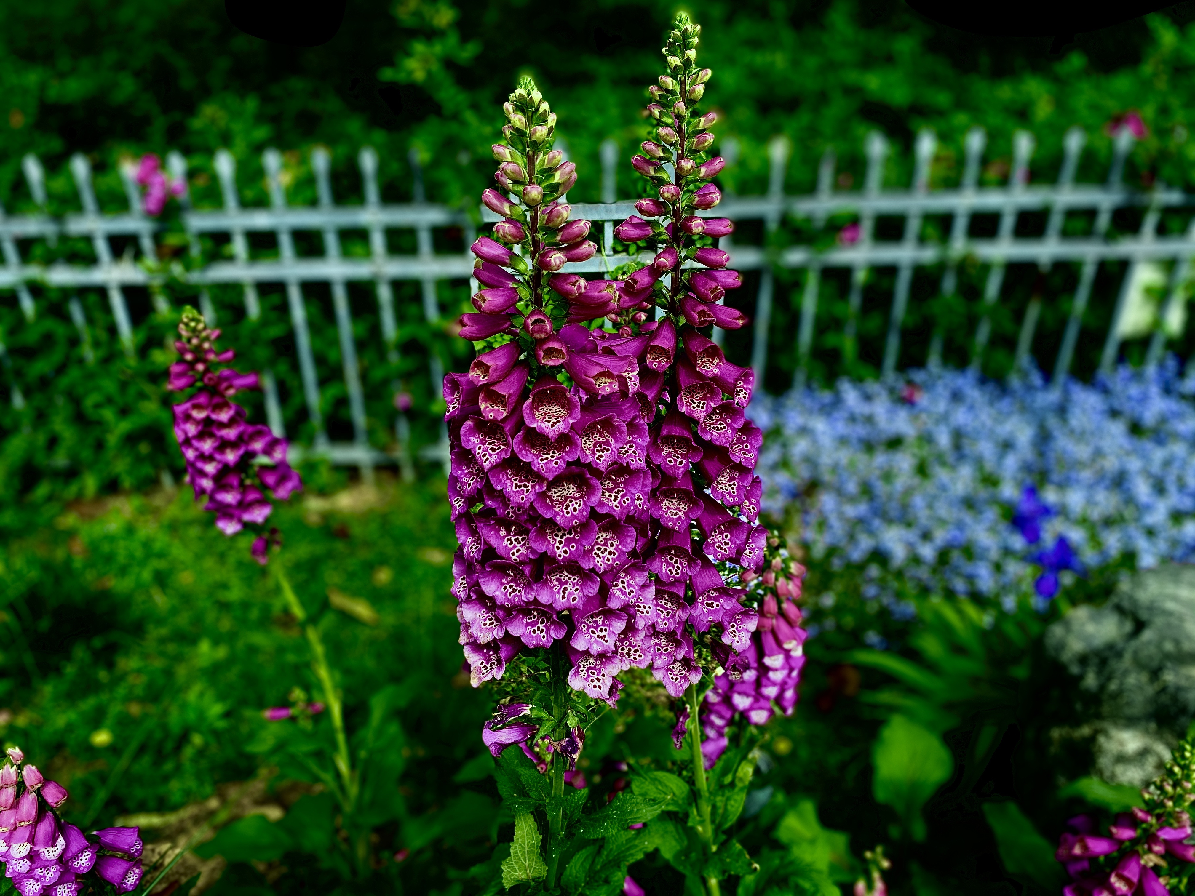 露天电影《鲁冰花》