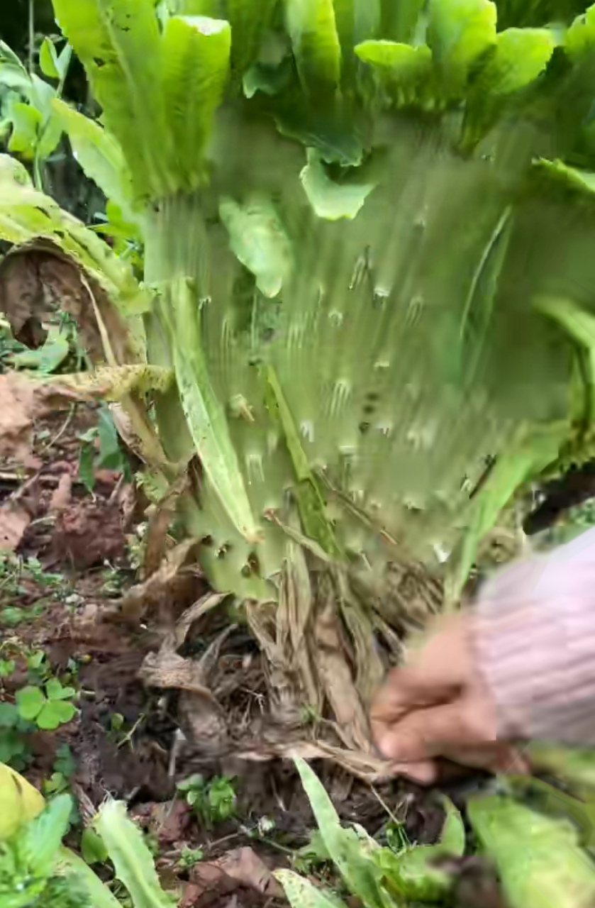 第一次看见莴笋缀化