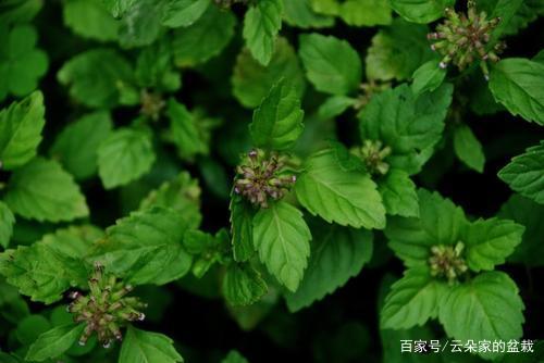 这东西,人称"蜂窝草",能治胃胀除口臭,农村常见,遇到重视!