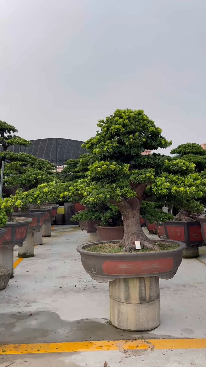 庭院首选,极品大飘金钻罗汉松.