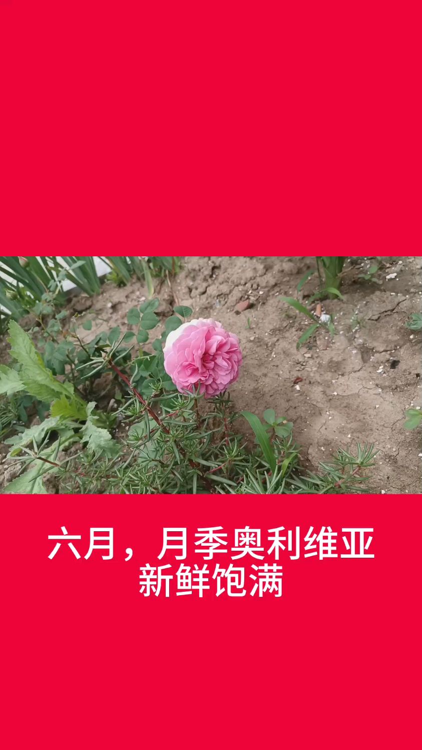 六月,月季奥利维亚新鲜饱满