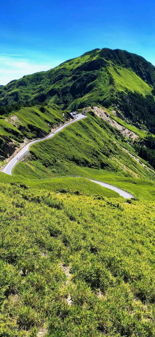 高山仰止叶子图片