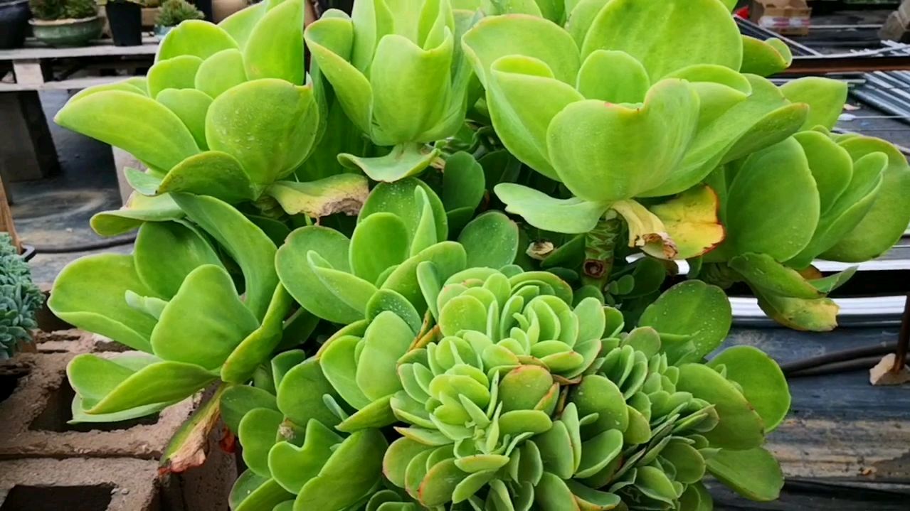 翠绿翠绿的柠檬卷缀化,这份健康绿才叫真正的养眼!