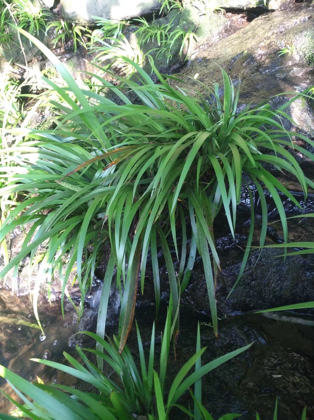 野生石菖蒲,石壁上寄生植物,有药用和观赏价值