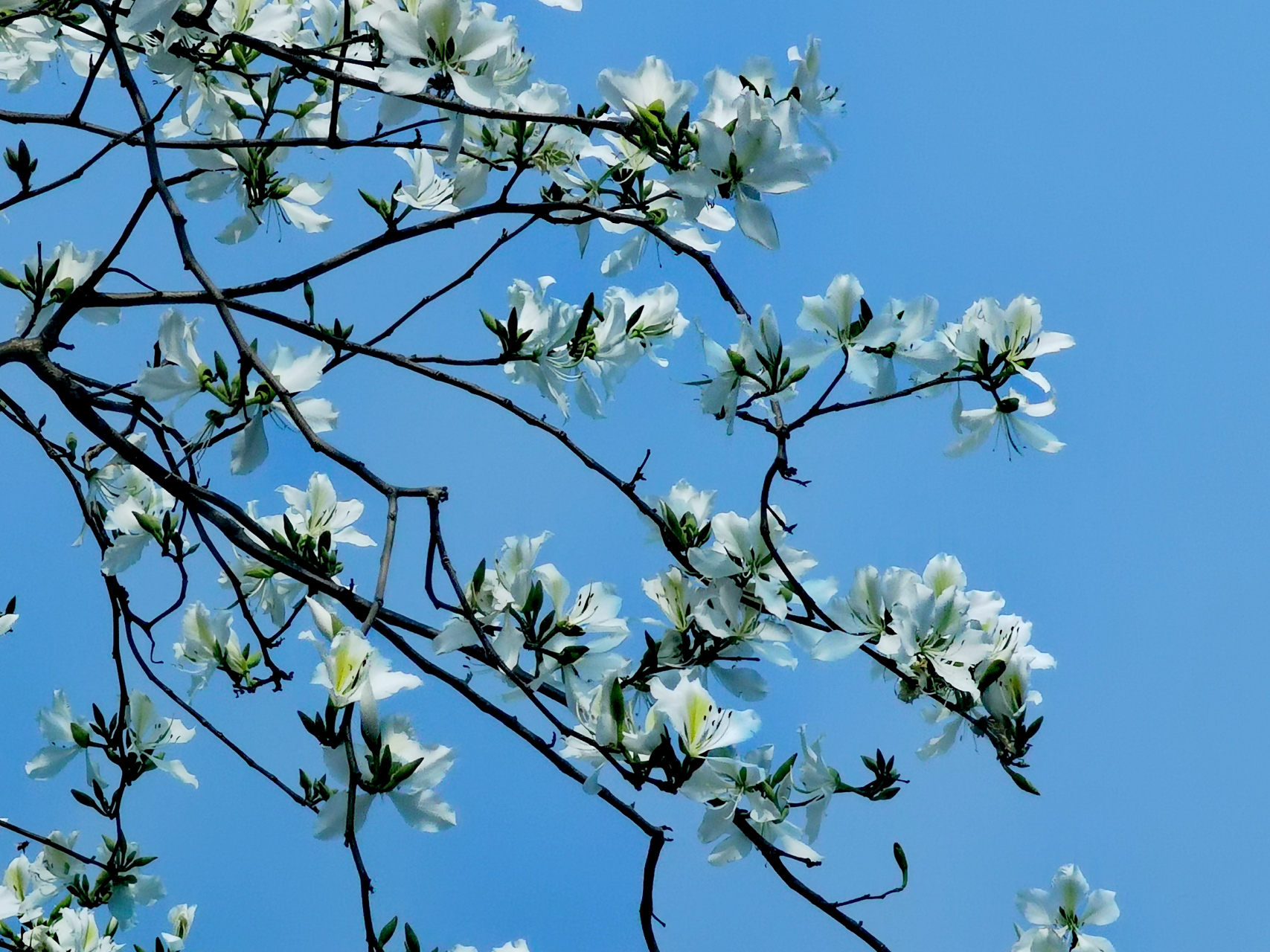 白色紫荆花居然能开成这般倾城,素素白白,清雅脱俗,更胜梨花雪.