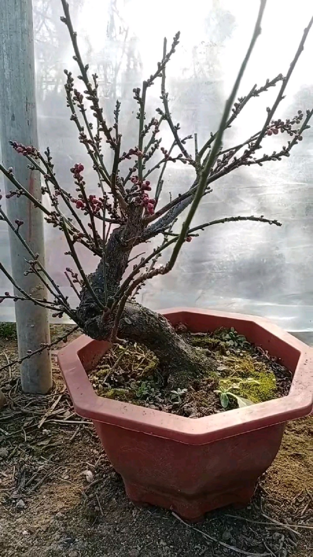 含苞待放的矮霸小老桩原生骨里红梅-度小视