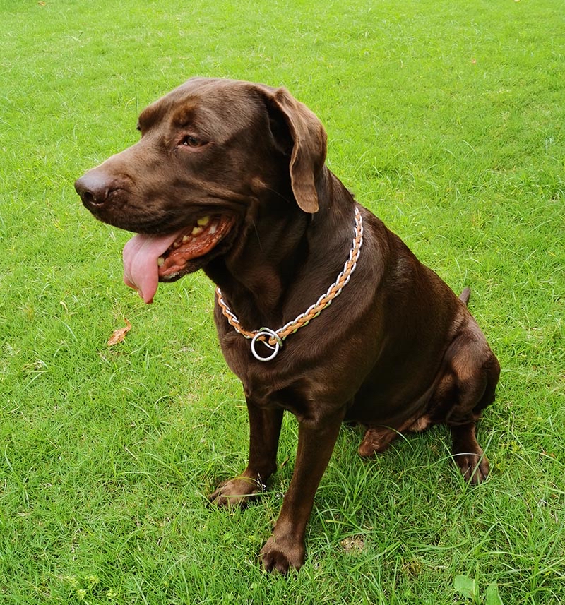 重庆市沙坪坝区6000寻找咖啡色拉布拉多犬